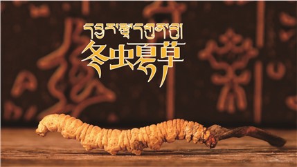 那曲新鮮冬蟲夏草什么時(shí)候采挖？